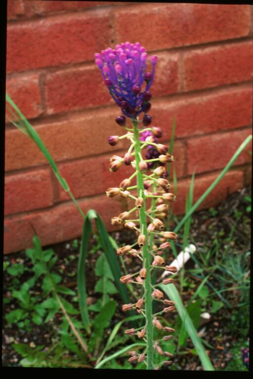  Image name: cipollaccio4.jpg 
 width: 512 pixel 
 height: 768 pixel 
 Size: 56581 bytes 
 Click to enlarge 